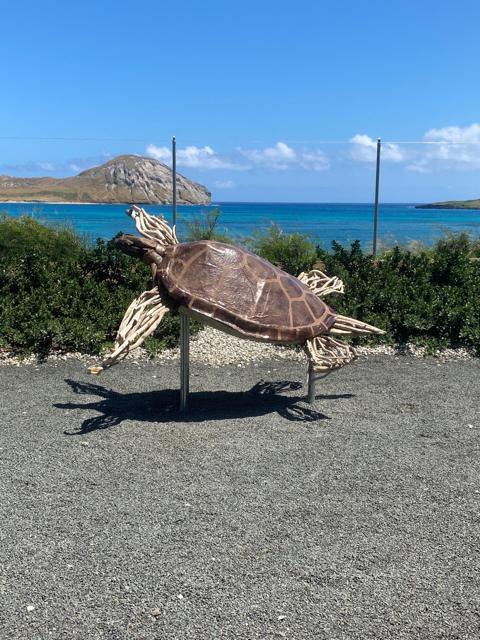 GREEN SEA TURTLE